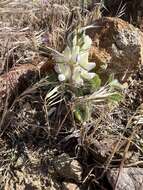 Lupinus malacophyllus Greene resmi