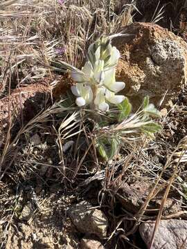 Imagem de Lupinus malacophyllus Greene