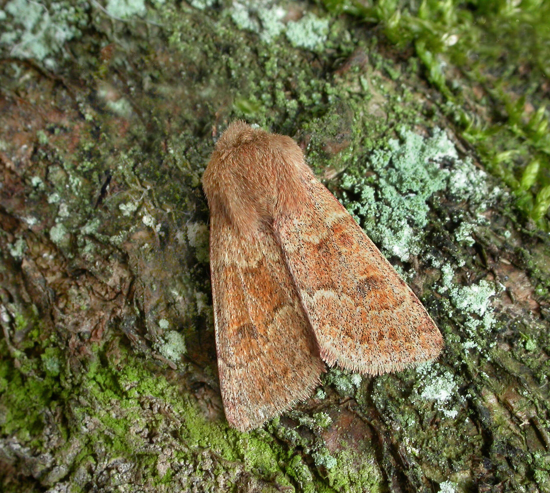 Слика од Orthosia miniosa Schiffermüller 1776