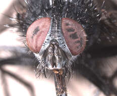 Image of Bombyliomyia soror (Williston 1886)
