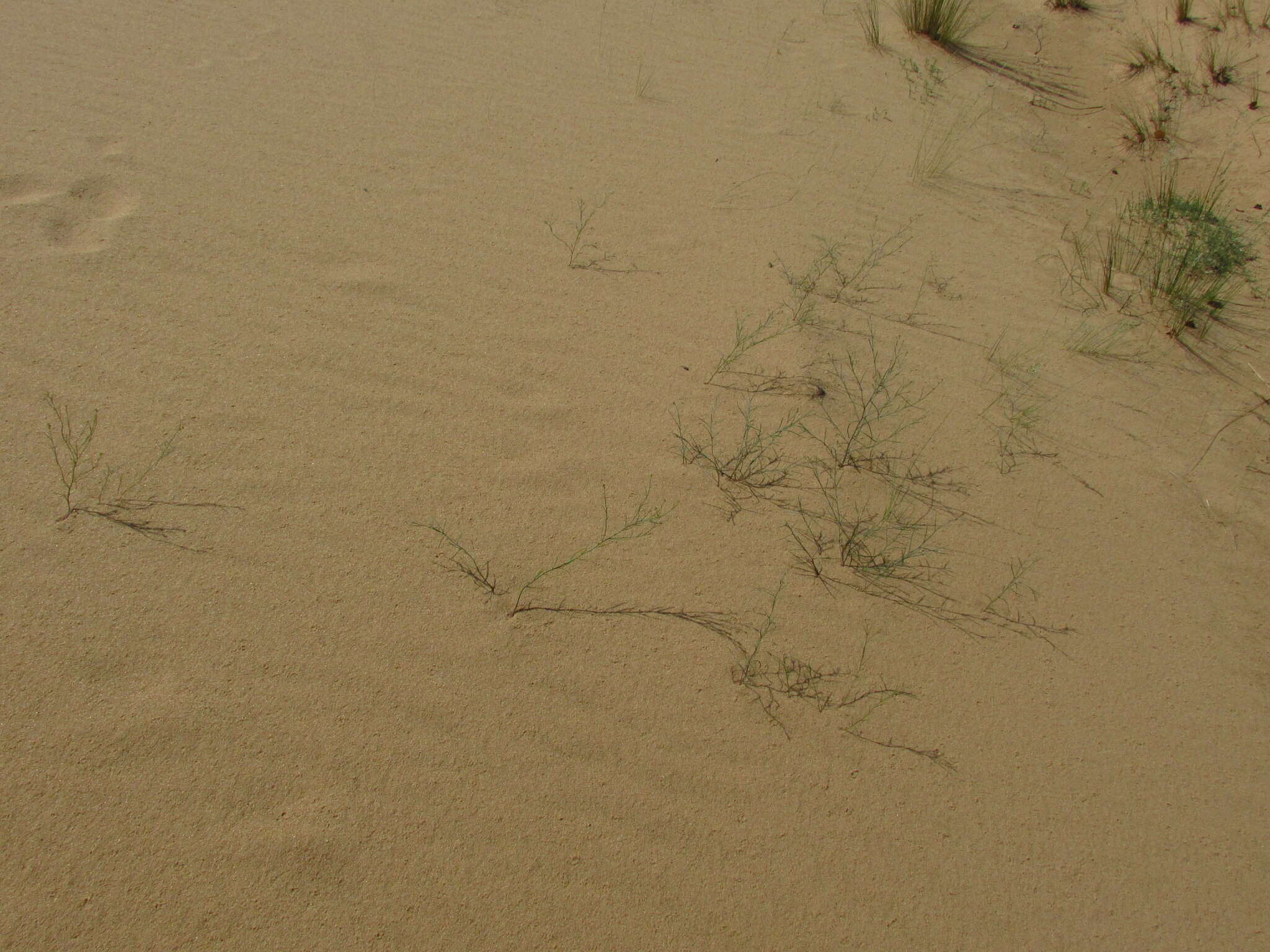 Image of Linaria odora (Bieb.) Fischer