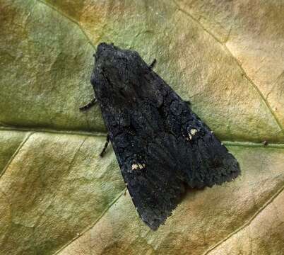 Image of black rustic