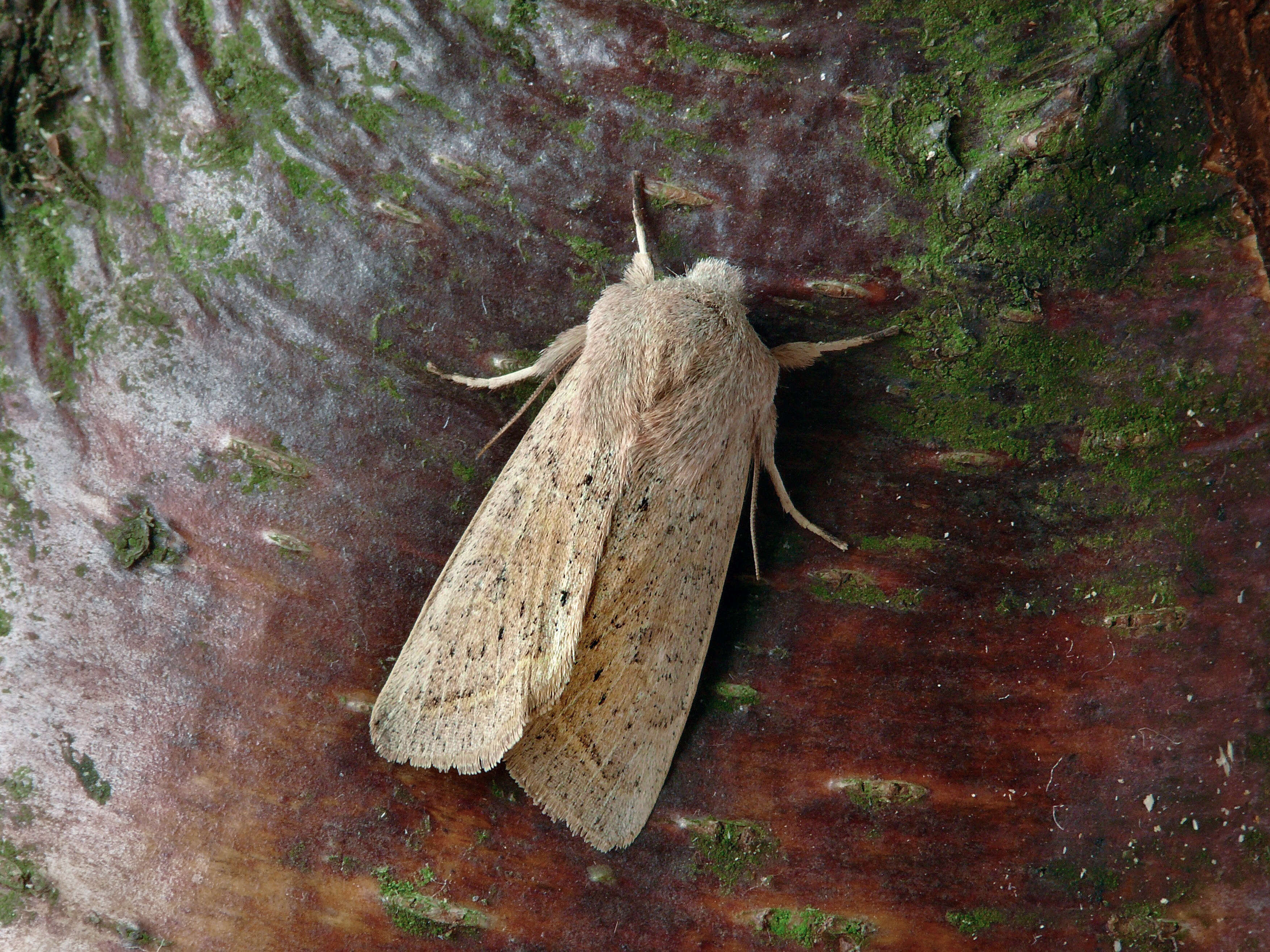 Слика од Orthosia gracilis Schiffermüller 1775