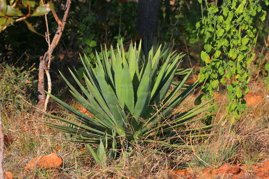 Image of Sisal