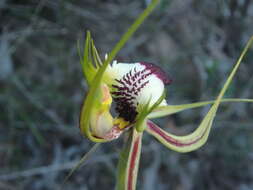 Image of Eastern Mantis Orchid