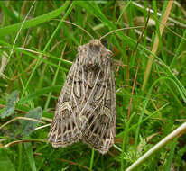 Image of feathered gothic