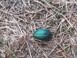 Carabus (Chrysocarabus) auronitens intercostatus Gredler 1854 resmi