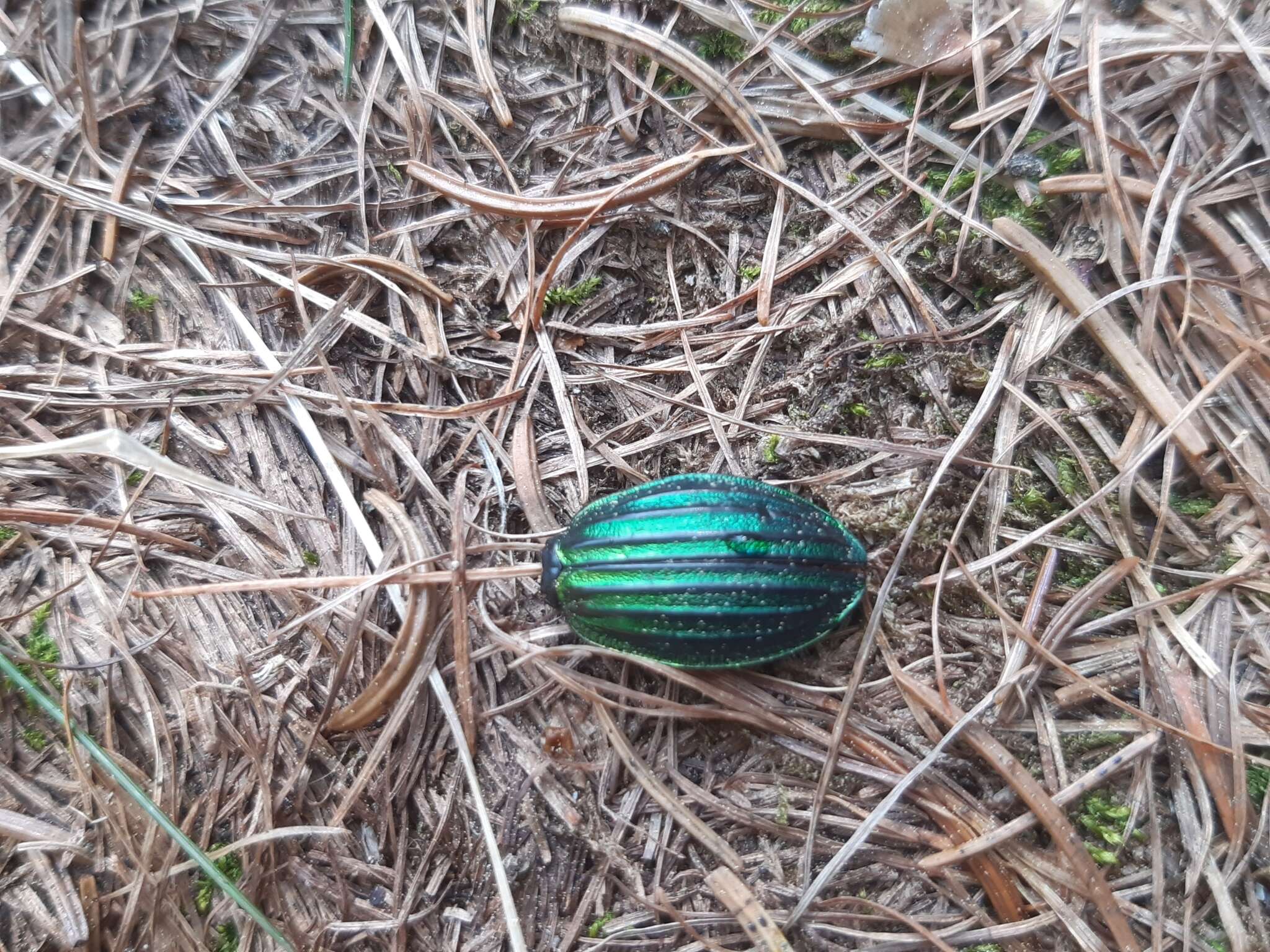 Carabus (Chrysocarabus) auronitens intercostatus Gredler 1854 resmi