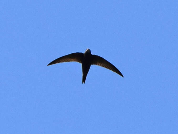 Image of swift, common swift