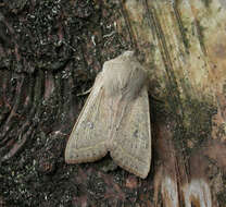 Слика од Orthosia gracilis Schiffermüller 1775