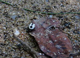 Image of White Micrathena