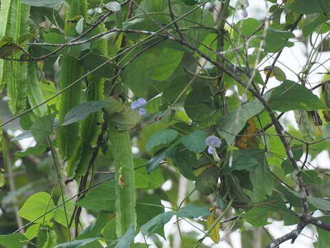 Image of winged bean