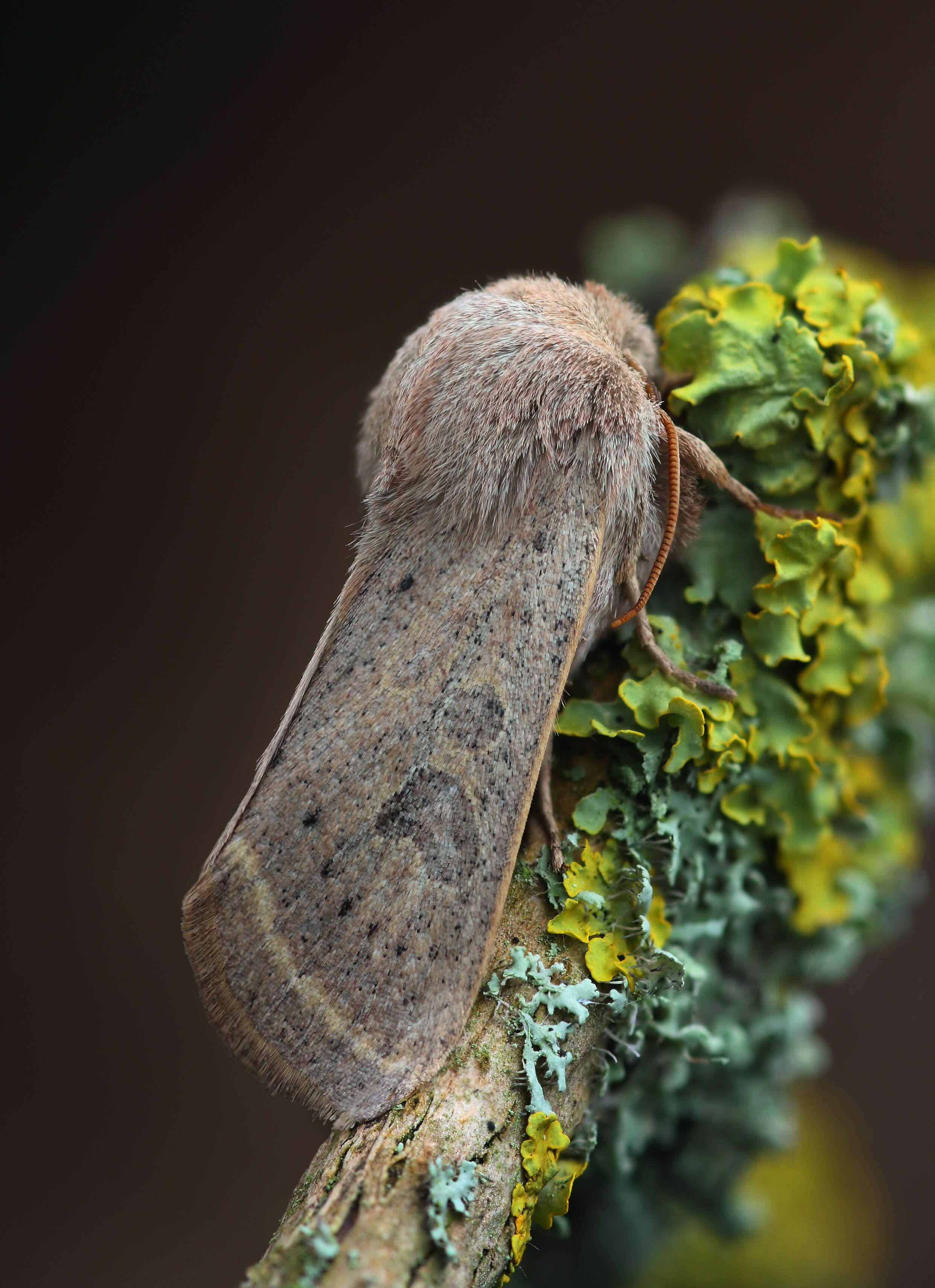 Слика од Orthosia gracilis Schiffermüller 1775