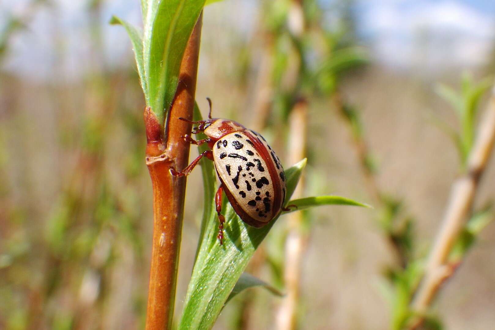 Image of Calligrapha (Calligrapha) verrucosa (Suffrian 1858)