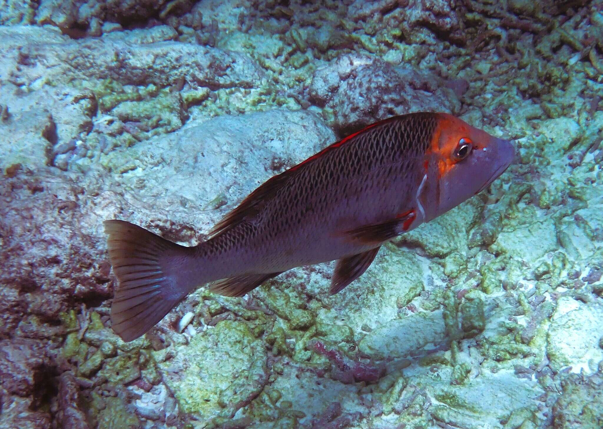 Sivun Lethrinus miniatus (Forster 1801) kuva