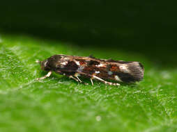 Image of Mompha terminella Westwood