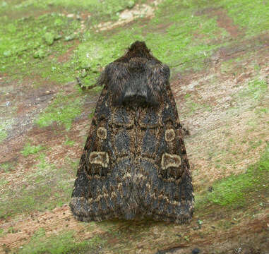 Image of hedge rustic