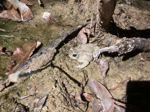 Image of Penton's toad