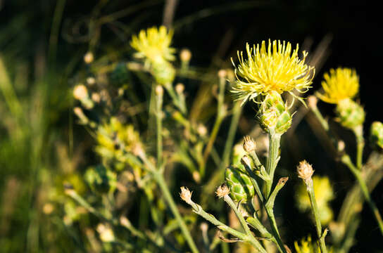 Image of Centaurea salonitana Vis.