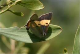 Imagem de Pseudalmenus chlorinda (Blanchard 1848)