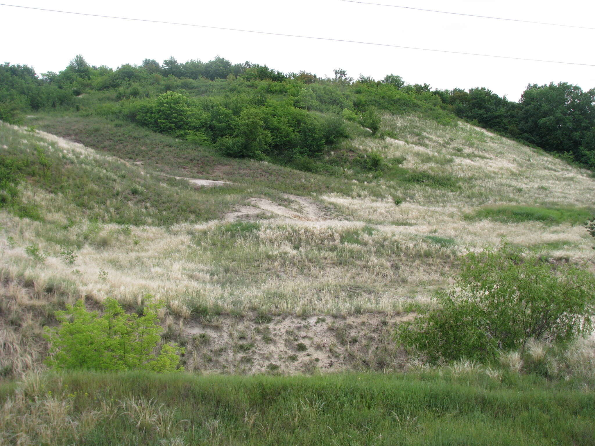 Image de Stipa pennata subsp. sabulosa (Pacz.) Tzvelev