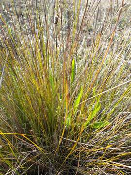 Image of Lepidosperma carphoides F. Muell. ex Benth.