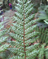 Image of Dicksonia lanata subsp. lanata
