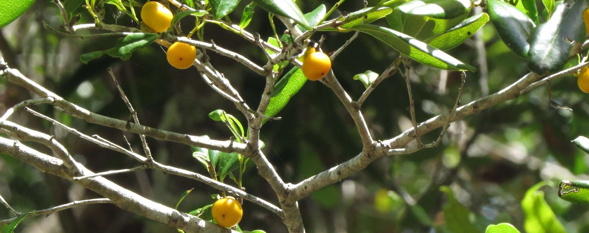 Image de Diospyros compacta (R. Br.) Kosterm.