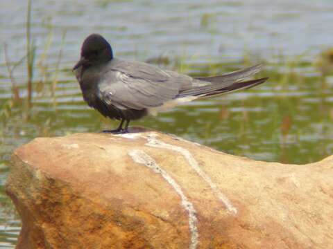 Image of Black Tern