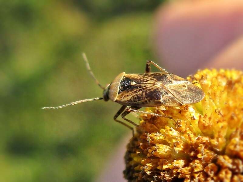 Lygus rugulipennis Poppius 1911 resmi