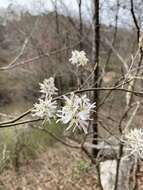 Imagem de <i>Amelanchier <i>arborea</i></i> f. arborea