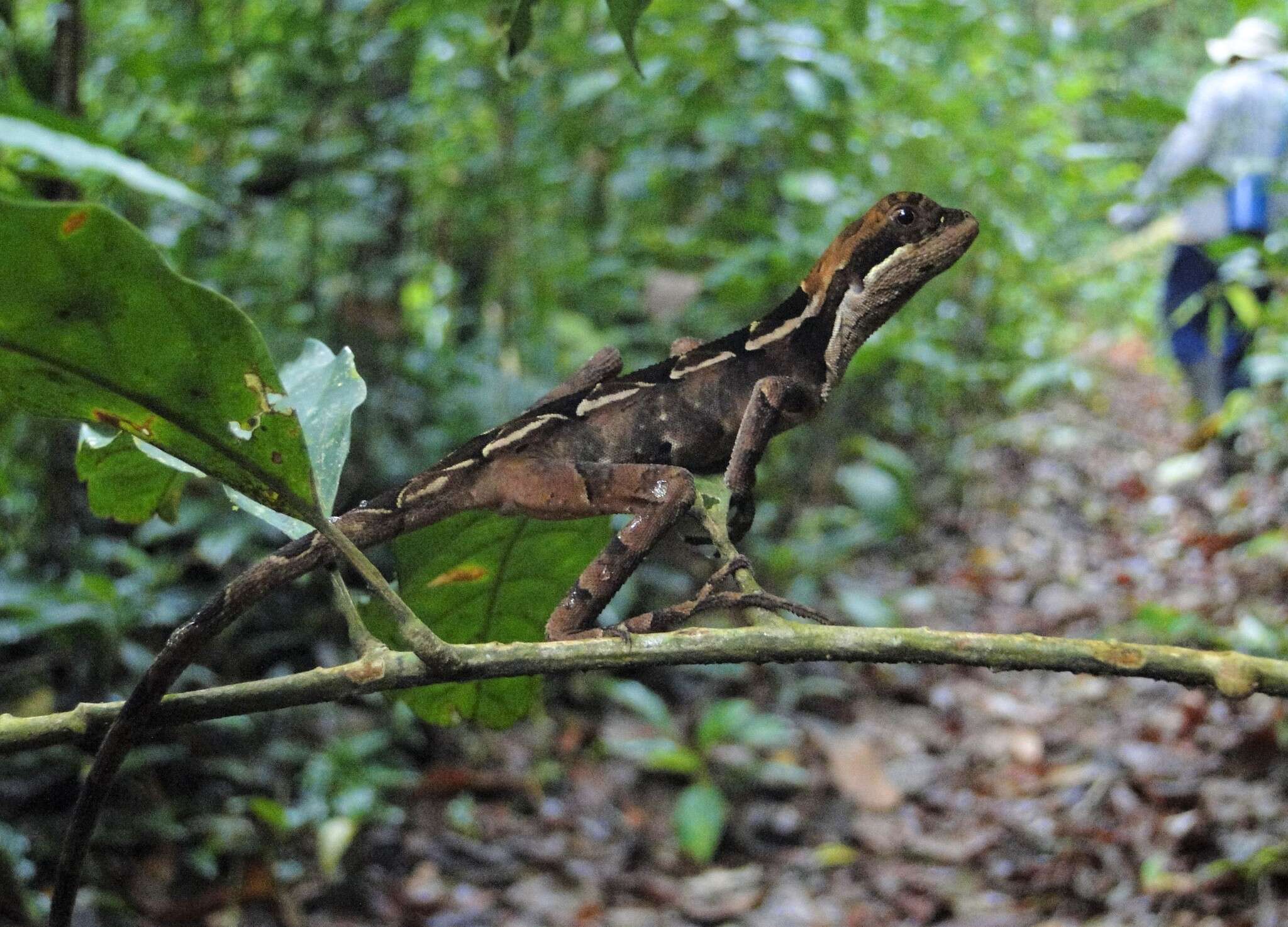 Image of Wied's Fathead Anole