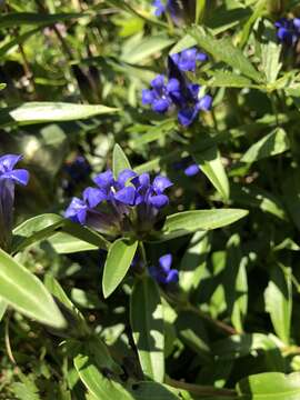 Image of Cross gentian