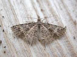 Image of twenty-plume moth