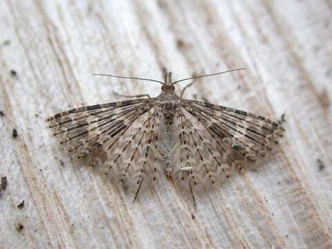 Image of twenty-plume moth