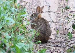 Image of Andean tapeti