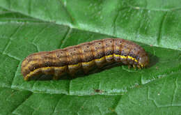 Lacanobia oleracea Linnaeus 1858 resmi