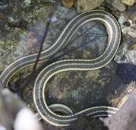 Image of Thamnophis atratus hydrophilus Fitch 1936