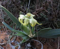 Image of Ferraria macrochlamys subsp. macrochlamys