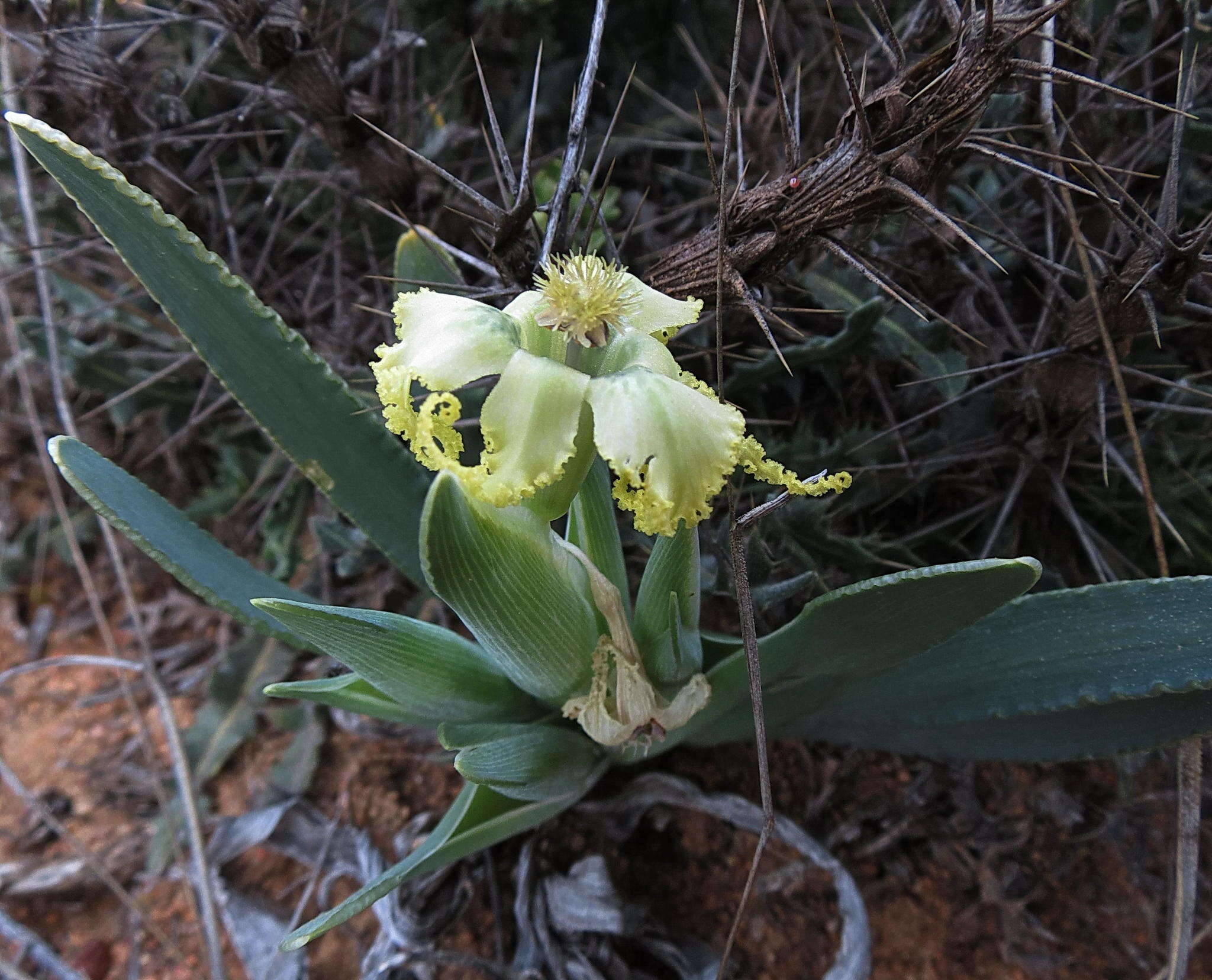 Image of Ferraria macrochlamys subsp. macrochlamys