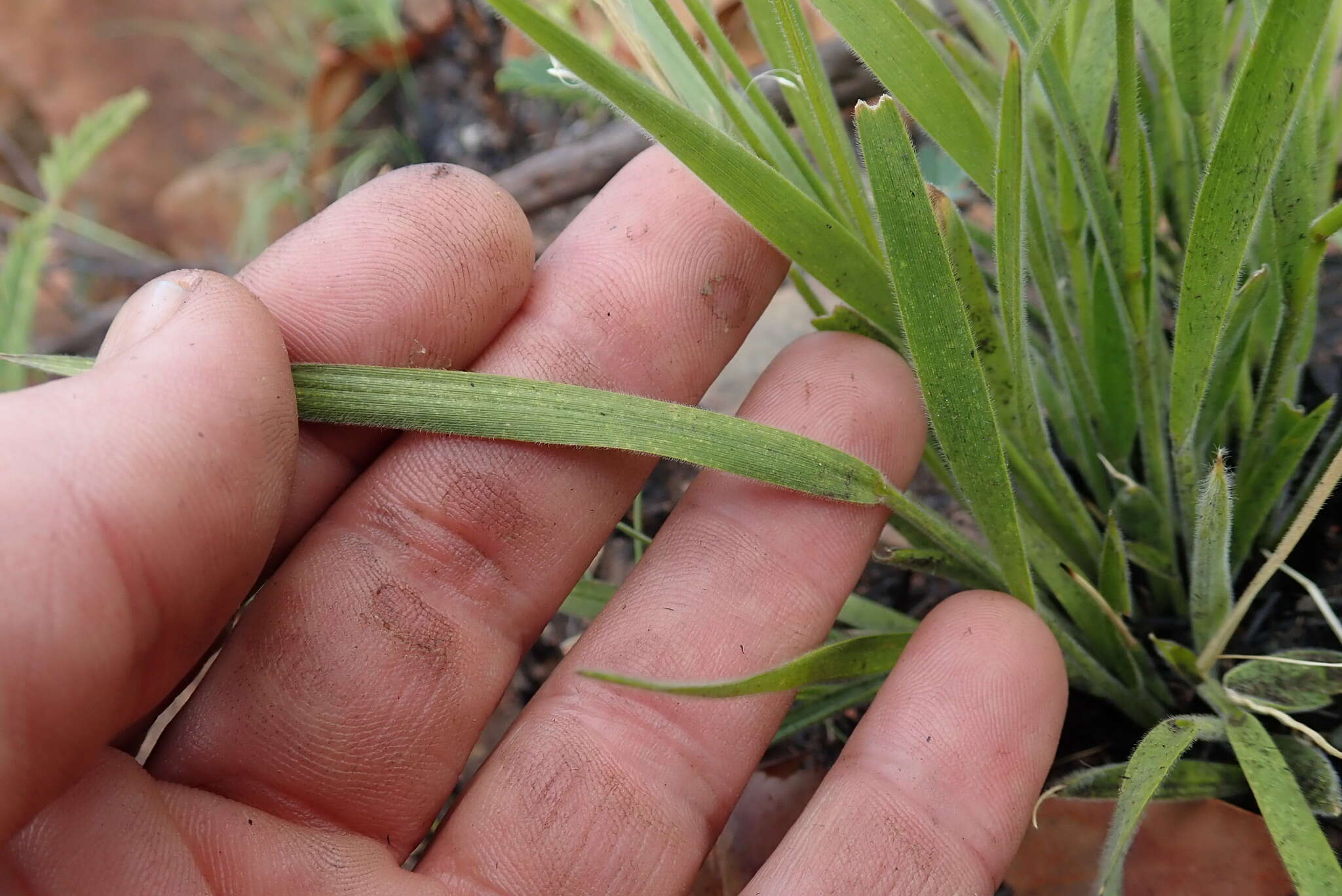 Image of Panicum ecklonii Nees