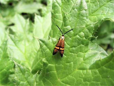 Imagem de Nemophora degeerella Linnaeus 1758