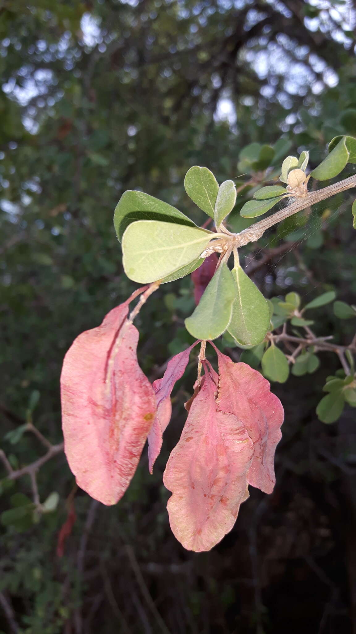 Image of Purple-pod cluster-leaf