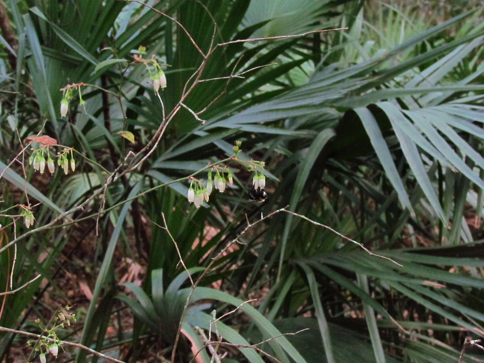 Image of Blueberry Habropoda