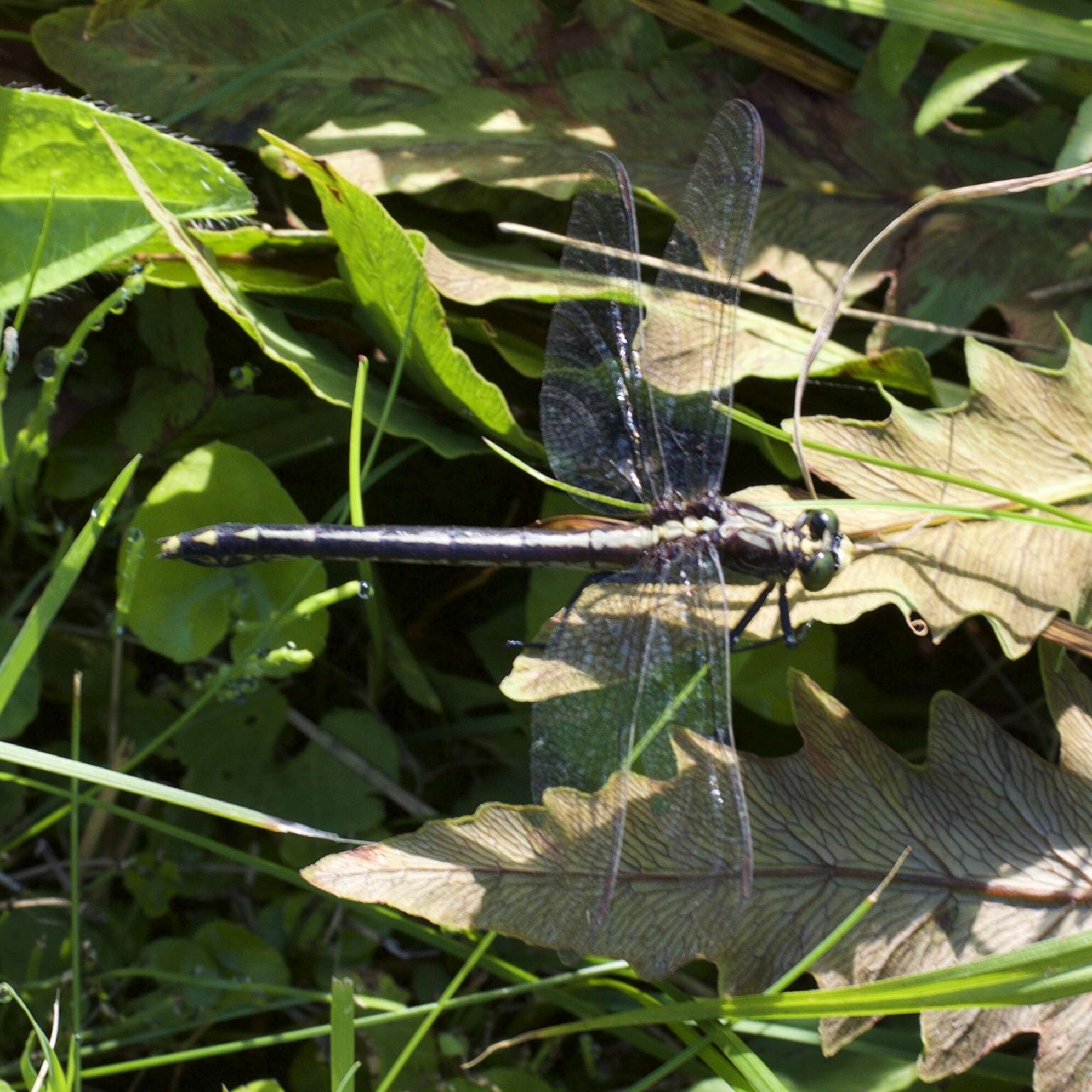 صورة Dromogomphus Selys 1854