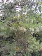 Image of False Weymouth Pine