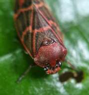 Image of Phymatostetha dislocata (Walker 1857)