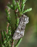 Image of glaucous shears