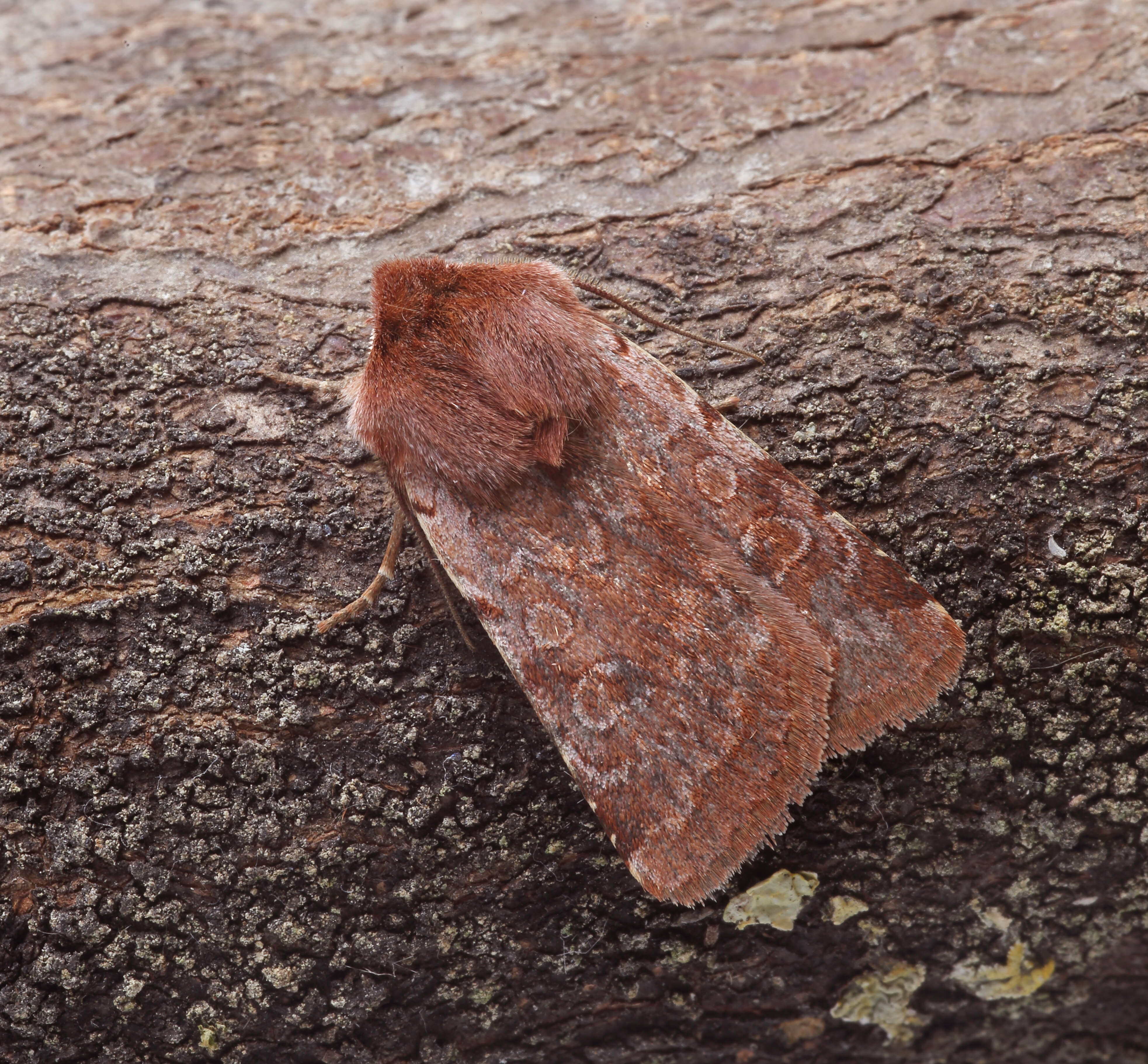 Image of red chestnut