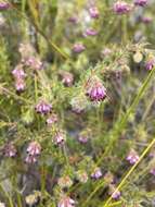 Image of Erica barbigeroides E. G. H. Oliver